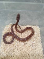 Užovka červená (Corn Snake)