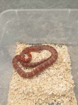 Užovka červená (Corn Snake)