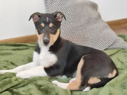 Štěňátka krátkosrsté kolie