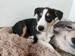 Štěňátka krátkosrsté kolie