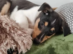 Štěňátka krátkosrsté kolie