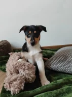 Štěňátka krátkosrsté kolie