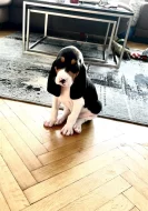 Prodáme štěňata Bernského honiče CHS z Královské obory