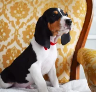 Prodáme štěňata Bernského honiče CHS z Královské obory