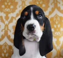 Prodáme štěňata Bernského honiče CHS z Královské obory