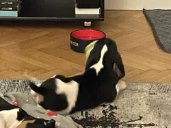 Prodáme štěňata Bernského honiče CHS z Královské obory