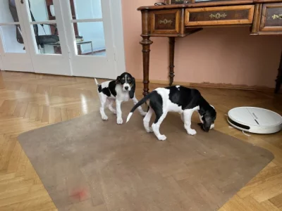 Prodáme štěňata Bernského honiče CHS z Královské obory