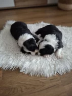 Krásná štěňátka Border kolie