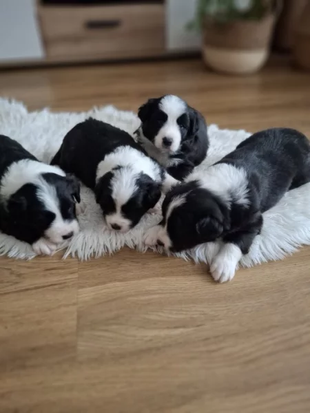 Krásná štěňátka Border kolie