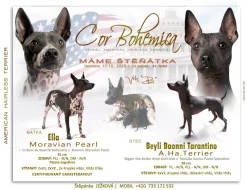 Fenečka Amerického bezsrstého teriéra s PP pod FCI.