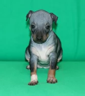 Fenečka Amerického bezsrstého teriéra s PP pod FCI.