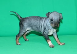 Fenečka Amerického bezsrstého teriéra s PP pod FCI.