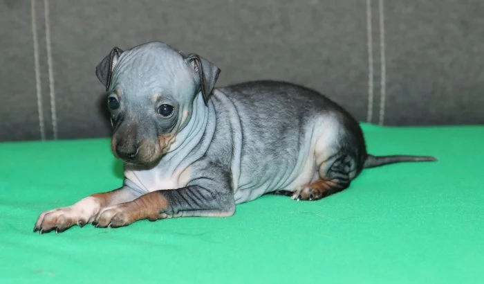 Fenečka Amerického bezsrstého teriéra s PP pod FCI.