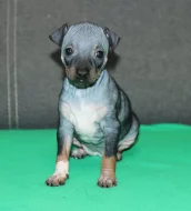 Fenečka Amerického bezsrstého teriéra s PP pod FCI.