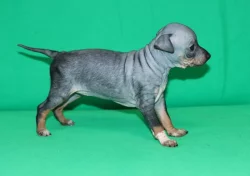 Fenečka Amerického bezsrstého teriéra s PP pod FCI.