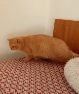 Britský červený kocourek s PP