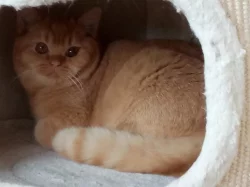 Britský červený kocourek s PP