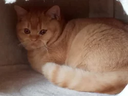 Britský červený kocourek s PP