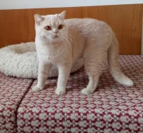 Britská krémová kočka s PP