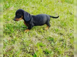 Jezevčík hladkosrstý bez PP