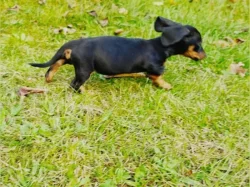 Jezevčík hladkosrstý bez PP