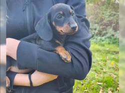 Jezevčík hladkosrstý bez PP