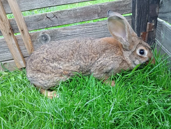 Prodám samce vhodné k chovu