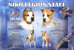 Americký stafordšírský teriér