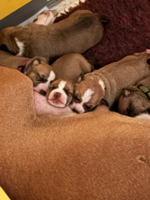 Americký stafordšírský teriér