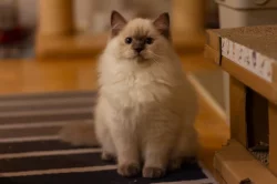 Ragdoll koťátka s PP – mazliví společníci hledají nový domov