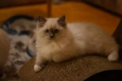 Ragdoll koťátka s PP – mazliví společníci hledají nový domov