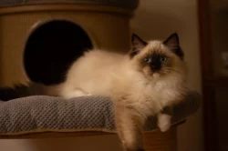 Ragdoll koťátka s PP – mazliví společníci hledají nový domov