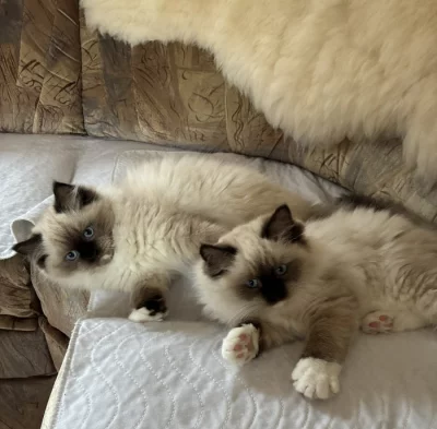 Ragdoll koťátka s PP – mazliví společníci hledají nový domov