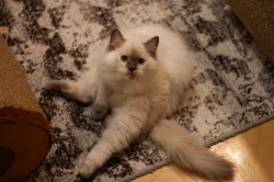 Ragdoll koťátka s PP – mazliví společníci hledají nový domov