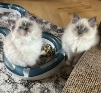 Ragdoll koťátka s PP – mazliví společníci hledají nový domov