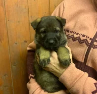 Německý ovčák - štěňata s PP