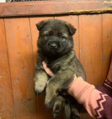 Německý ovčák - štěňata s PP