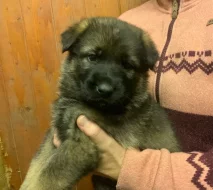 Německý ovčák - štěňata s PP