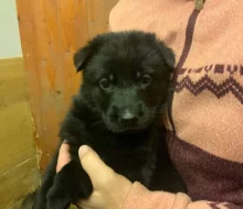 Německý ovčák - štěňata s PP