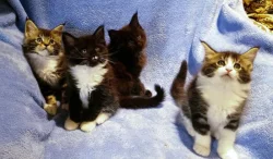 Mainská mývalí koťata s PP