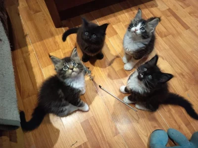 Mainská mývalí koťata s PP