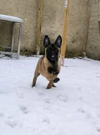 Belgický ovčák malinois s PP