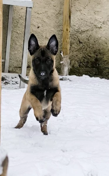 Belgický ovčák malinois s PP