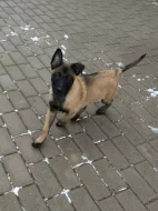 Belgický ovčák malinois s PP