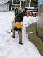 Belgický ovčák malinois s PP