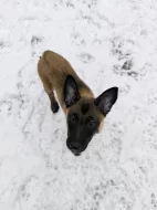 Belgický ovčák malinois s PP