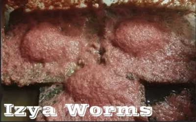 Živé krmivo, násady k založení celoročního domácího chovu