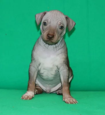 Poslední volný chlapeček plemene Americký bezsrstý teriér s PP pod FCI.