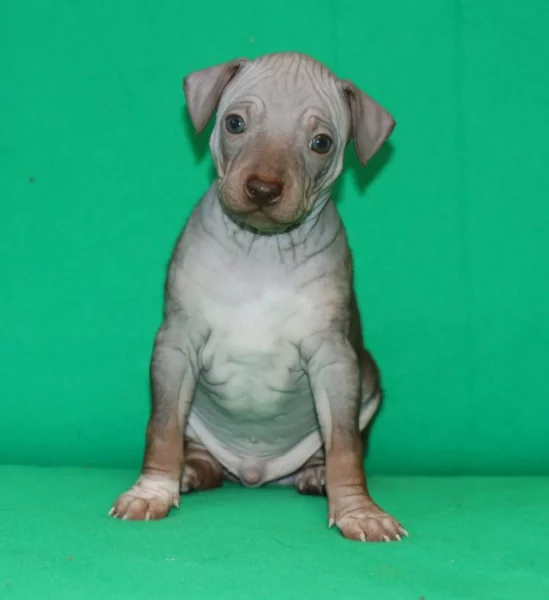 Poslední volný chlapeček plemene Americký bezsrstý teriér s PP pod FCI.