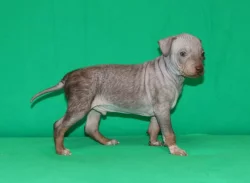 Poslední volný chlapeček plemene Americký bezsrstý teriér s PP pod FCI.